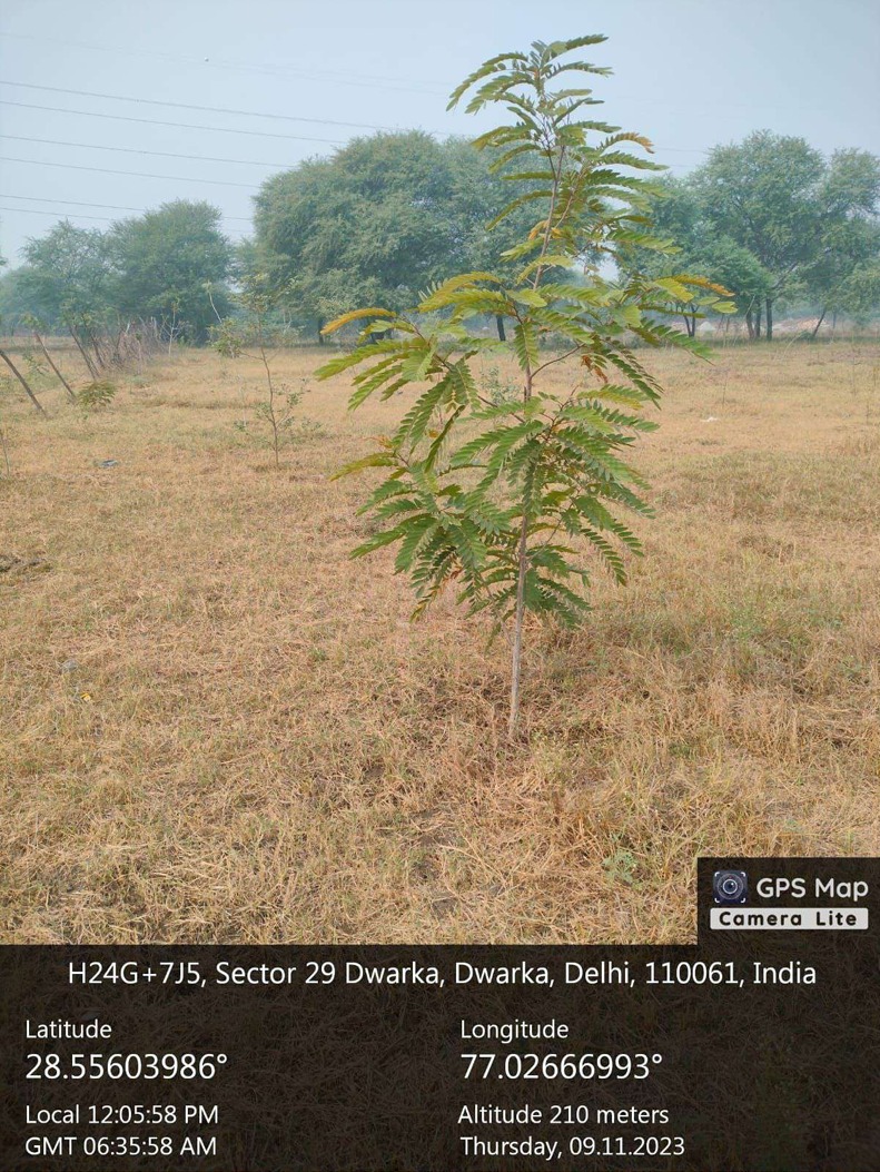Compensatory Afforestation